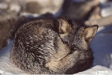 Switch 2的未来？《漫威蜘蛛侠2》360P DLSS 4体验视频